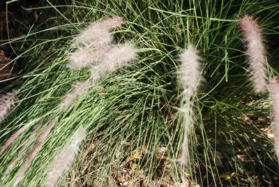 DSC_0035 (Large).JPG